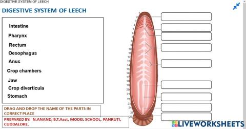 13.2 Digestive system of Leech