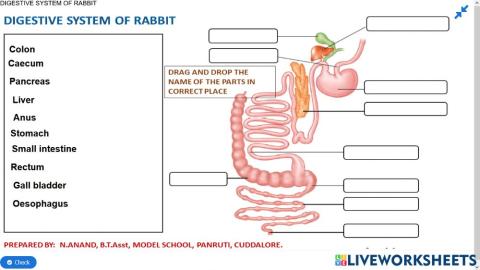 13.6 Digestive System of Rabbit