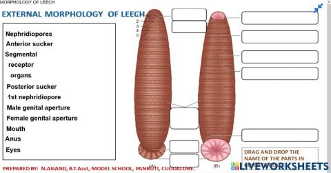 13.1 External morphology of Leech