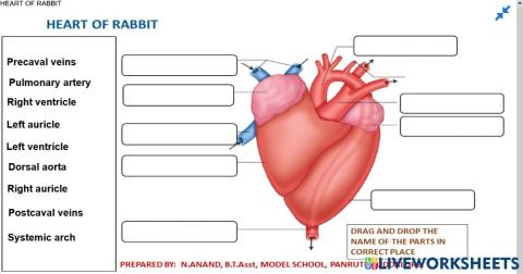 13.9 Heart of Rabbit - Ventral View