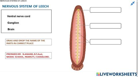13.3 Nervous system of Leech