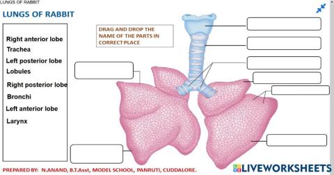13.8 Lungs of Rabbit