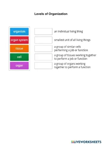 Levels of organization