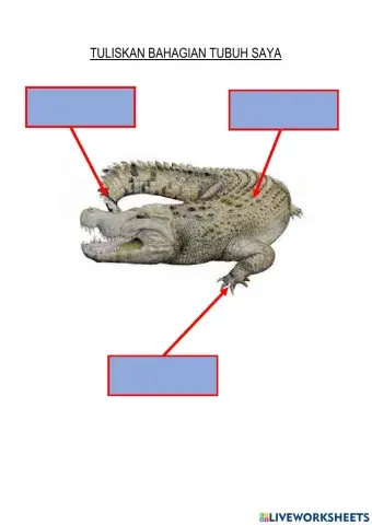 Namakan bahagian tubuh saya.