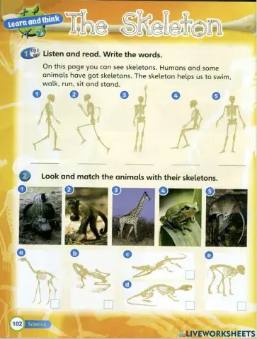 Skeleton