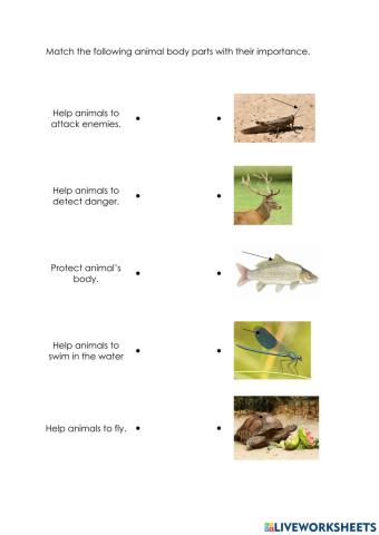 Importance of animal's body parts