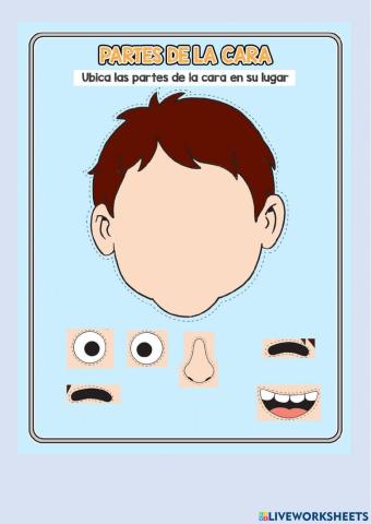 Partes de la cara