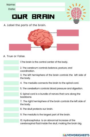 Parts of the Brain Worksheet