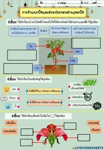 ใบงานจำแนกพืชและส่วนประกอบต่างๆของพืช