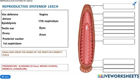 13.4 Reproductive system of Leech