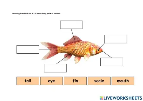 Body Parts of Animal