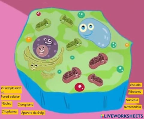 Partes de la Célula Vegetal