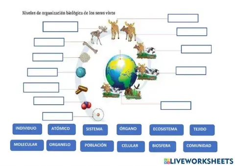 Niveles de Organización de los Seres Vivos