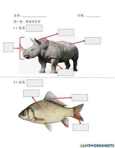 犀牛与鱼的身体部位