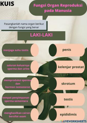 Kuis Fungsi Organ Reproduksi Manusia