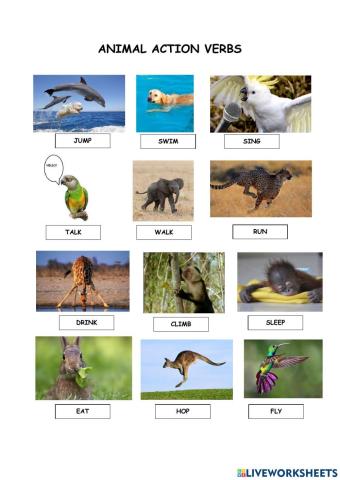 Animal- Action verbs