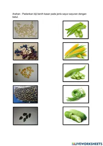 Mengenal biji benis kasar