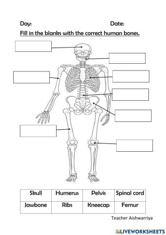 The Human Skeleton (Unit 8: The Robot)