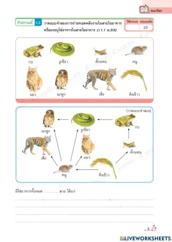 กิจกรรม 1.3 การถ่ายทอดพลังงานของห่วงโซ่และสายใยอาหาร