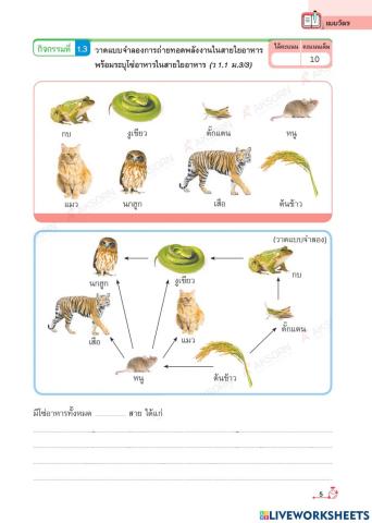 กิจกรรม 1.3 การถ่ายทอดพลังงานของห่วงโซ่และสายใยอาหาร