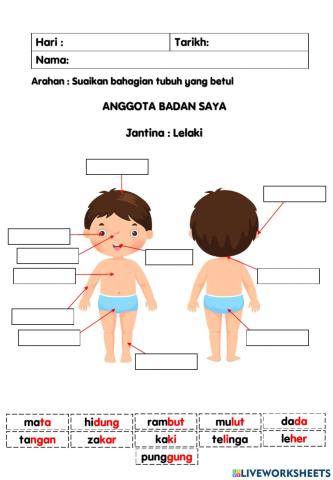 Anggota badan saya