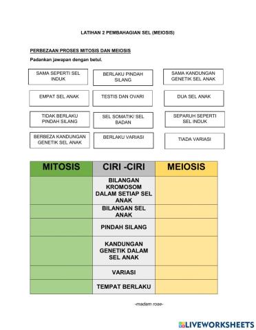 Pembahagian sel meiosis