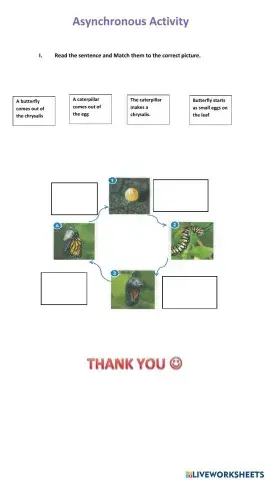 Lifecycle of a Butterfly