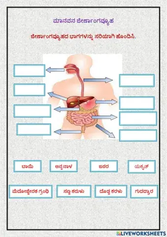 ಮಾನವನ ಜೀರ್ಣಾಂಗವ್ಯೂಹ