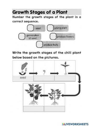 Science Year 2 : Plants