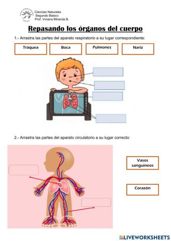 Órganos del cuerpo humano