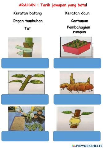 Kaedah pembiakan tanaman hiasan
