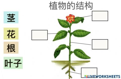 植物的结构