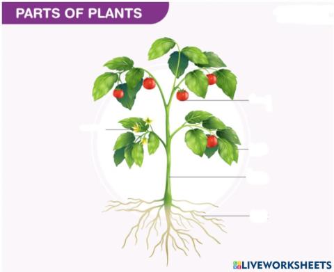 Parts of plants