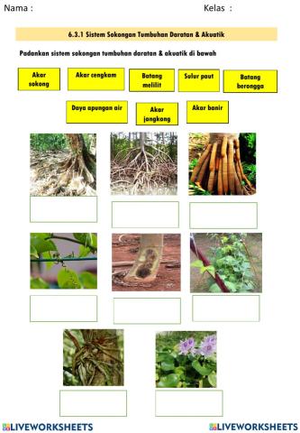 Akar sokongan tumbuhan