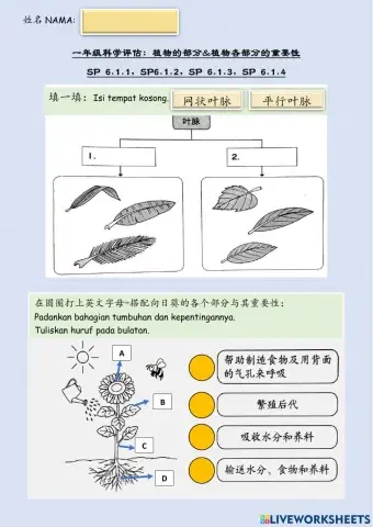 一年级科学：植物总评估