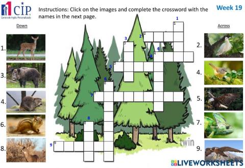 KIDS Forest Animals Week 19