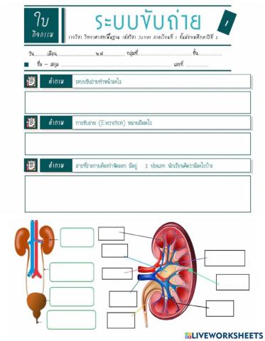 ใบงานระบบขับถ่าย
