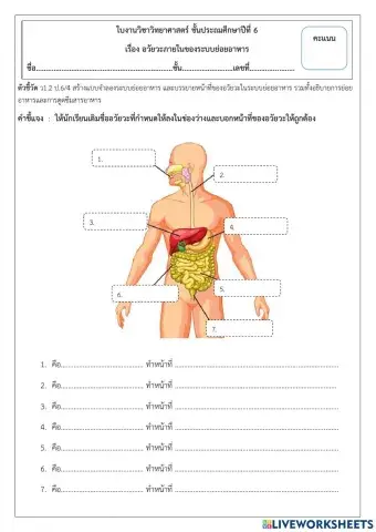 อวัยวะในระบบย่อยอาหาร