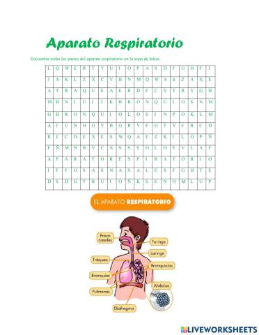 El aparato respiratorio