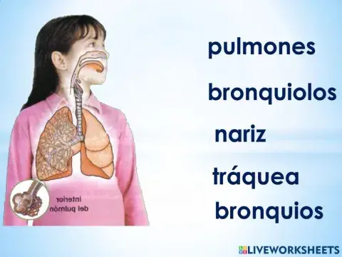 Aparato respiratorio