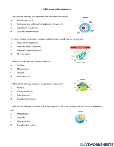 Cell structure and compartments