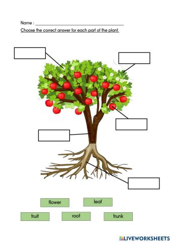 Recognise Parts of the Plant