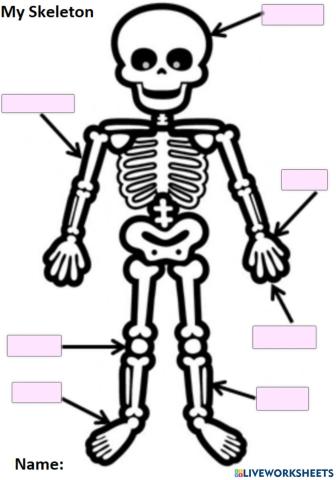 Skeleton