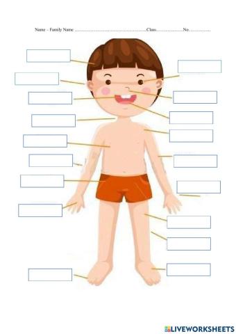 Тело человека