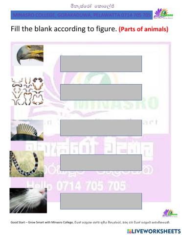 Minasro college - english for primary classes