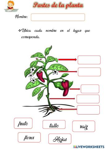 Partes de la Planta