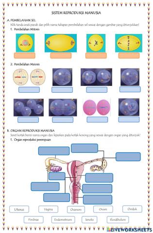 Lkpd sistem reproduksi pada manusia