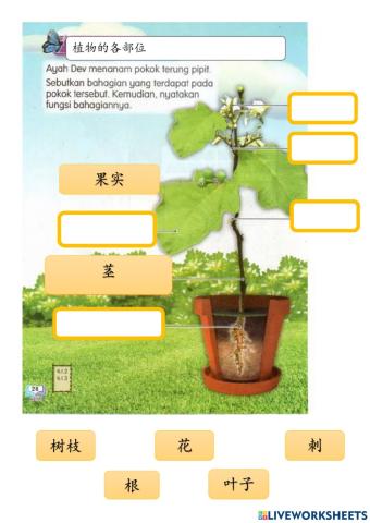 特殊班科学-植物各部分