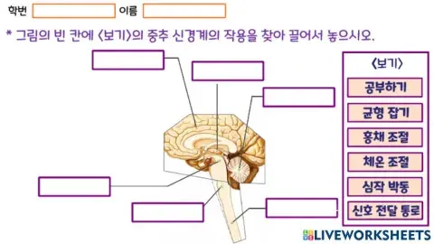 중추신경계의 작용