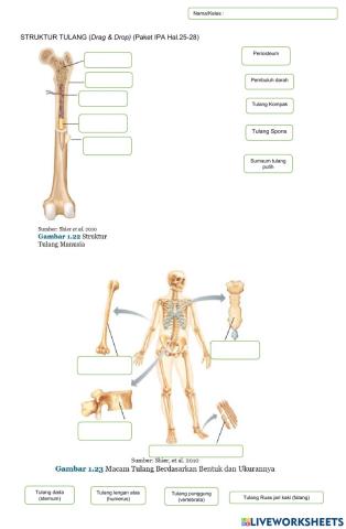 LKPD Struktur Tulang